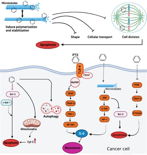 Schematic Illustration Of Possible Mechanisms Of Action Of Ptx In