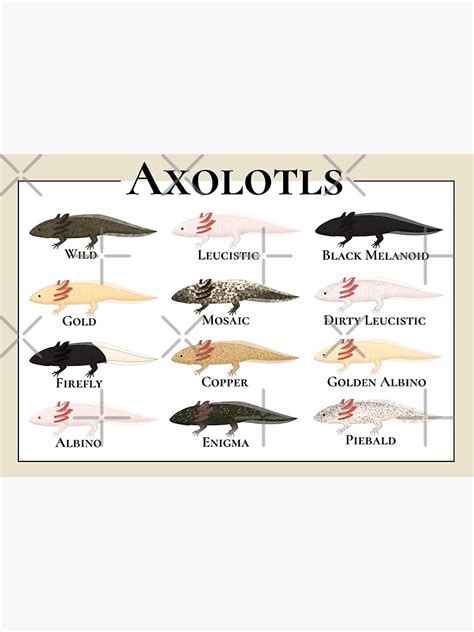 Axolotl Growth Chart