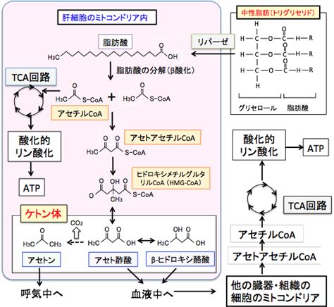 ケトン体・糖質ダイエット騒動の陰の主役？ 高橋医院