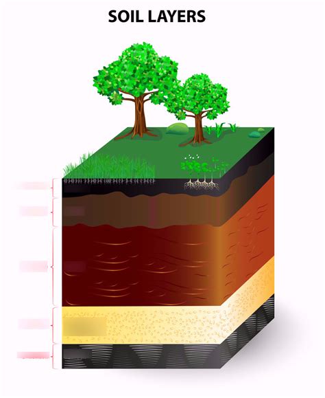 Diagram Of Soil Layers Quizlet