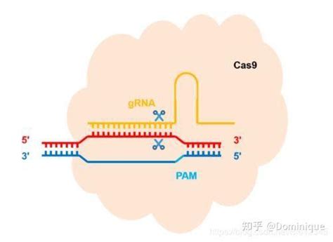 基因编辑技术crispr Cas9：改变生命的革命 知乎