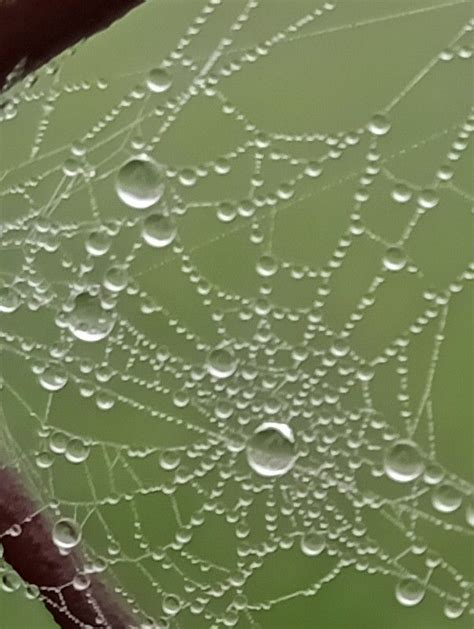 Water Droplets On A Spider Web With Green Grass In The Background