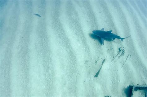 Bull Shark Carcharhinus Leucas Reefs Of The Sea Of Cortez Pacific