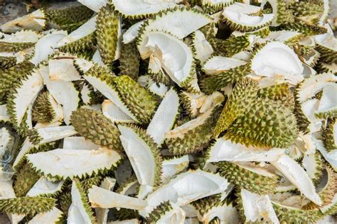 1 800 Durian Peel Stock Photos Free Royalty Free Stock Photos From