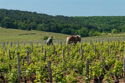 Biodynamic Wine How To Realize It And A Bit Of History Winery Lovers