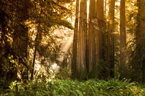 Redwood Trees In The Forest Stock Photo - Download Image Now ...