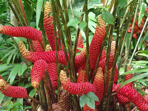 Plantas De La Selva Tropical