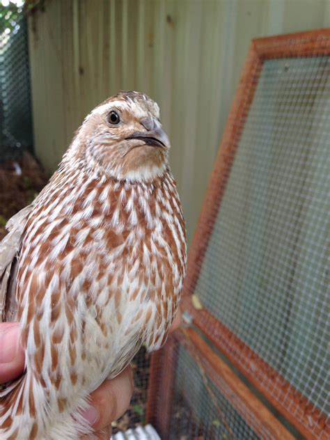 Sexing Japanese Quail Backyard Chickens Learn How To Raise Chickens