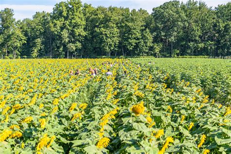 Brilliant Sunflower Fields Near Metro Detroit - Metro Parent