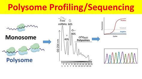 Polysome Profiling Sequencing Principle Process And Data Analysis