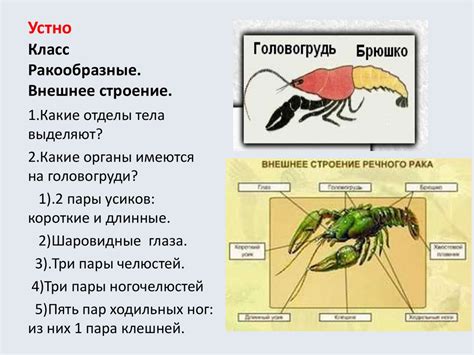 Тип Членистоногие. Класс Ракообразные - презентация онлайн