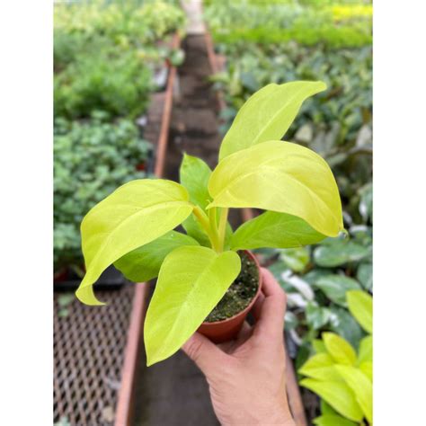 Philodendron Golden Goddess 4 Pot — House Plant Shop