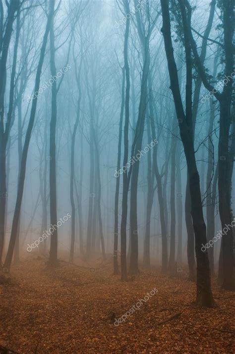 Foggy forest Stock Photo by ©Mooseshop 43390213