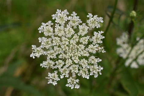 False Queen Anne`s Lace Bloom Stock Photo Image Of False White