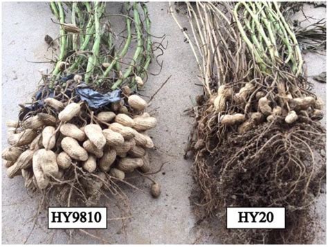 Agronomy Free Full Text Effect Of Root Knot Nematode Disease On Bacterial Community