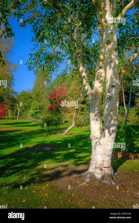 Betula Utilis The White Bark Himalayan Birch Stock Photo Alamy