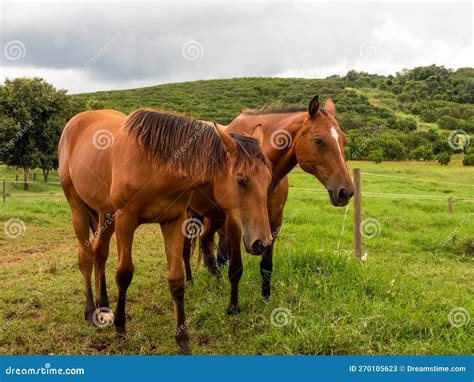 Two Brown Horses On A Green Grass Field Stock Image Image Of