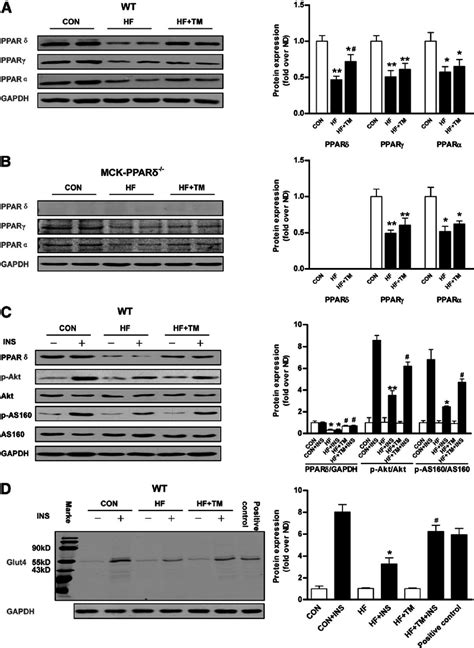 Effects Of TM On PPAR D Phospho Akt Phospho AS160 And Glut4 Protein