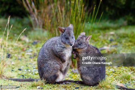 417 Baby Wallaby Stock Photos, High-Res Pictures, and Images - Getty Images