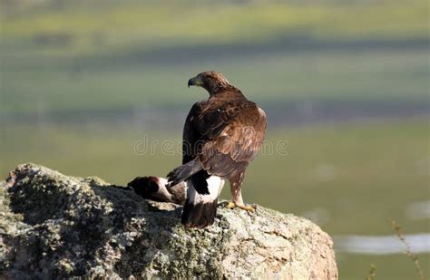 Golden eagle with a prey stock photo. Image of golden - 246512204