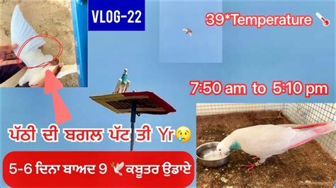 ਲਓ ਜੀ 9 ਕਬੂਤਰ 🕊️ ਉਡਾਏ ਅੱਜ ਸਾਰੇ ਸੁੱਕੇ 39🌡️ 750ton510 ਦਾ Time