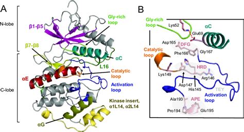erk secondary structure  catalytic site