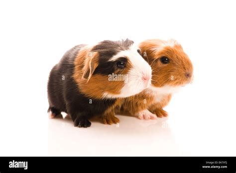 Baby Guinea Pigs Stock Photo Alamy