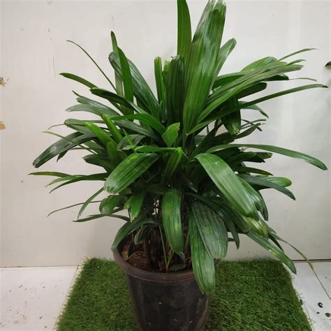 Rhapis Excelsa Large Broadleaf Lady Palm Nurserybuy