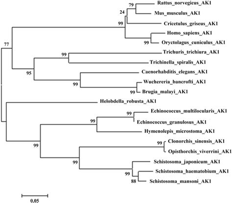 Bioinformatic Analysis And Pcr Amplification Of Sjak1 Phylogenetic Download Scientific Diagram