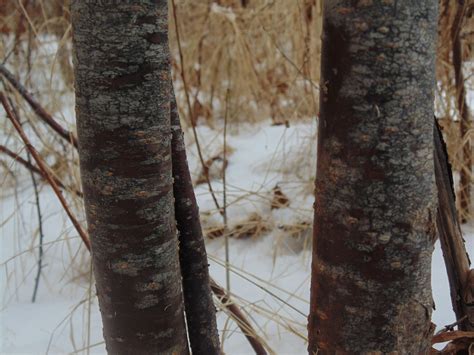 PEI Invasive Species Council - Blackthorn