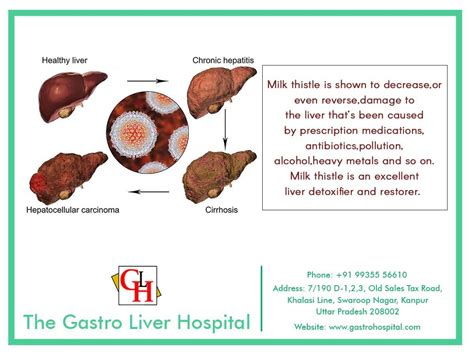 Gastro Liver Know About Your Liver The Liver Is A