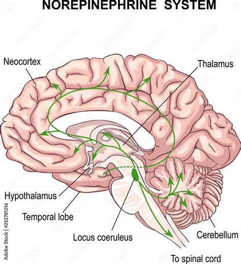 Norepinephrine System Noradrenaline The Regulation Of Blood Pressure