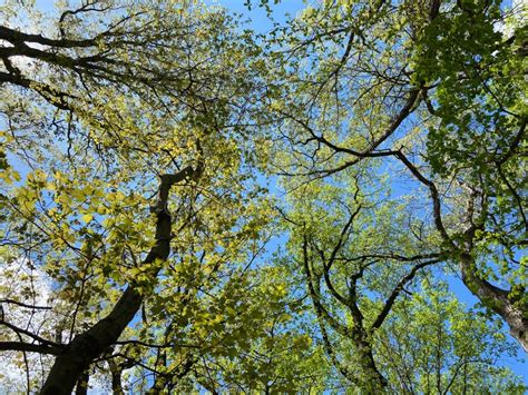 Primavera Bosque Verde Y Cielo Mirando Hacia Arriba Foto De Archivo