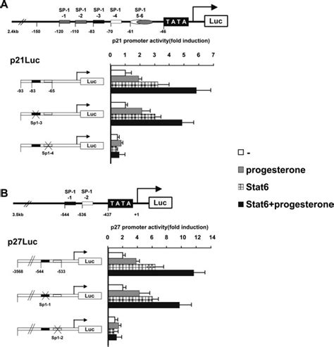 Stat6 Enhances P21 And P27 Promoter Activities Induced By Progesterone Download Scientific