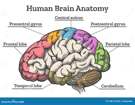 Human Brain Anatomy Diagram Stock Vector - Illustration of hypothalamus ...