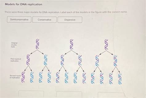 Solved Models For Dna Replication There Were Three Major Chegg