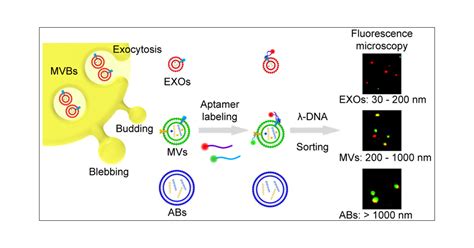 λ DNA and Aptamer Mediated Sorting and Analysis of Extracellular