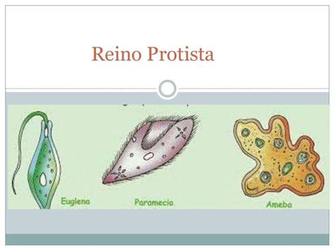 Top 38 Imagen Dibujos De Reino Protista Viaterra Mx