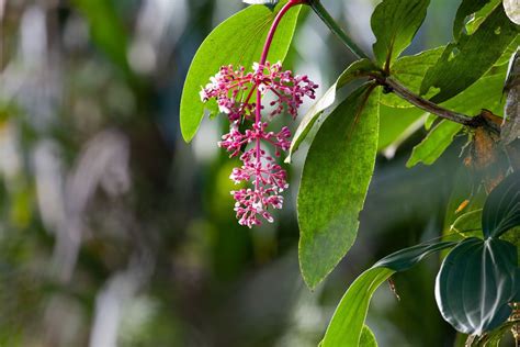 Parijoto Taksonomi Morfologi Asal Habitat Kandungan Faedah Buah