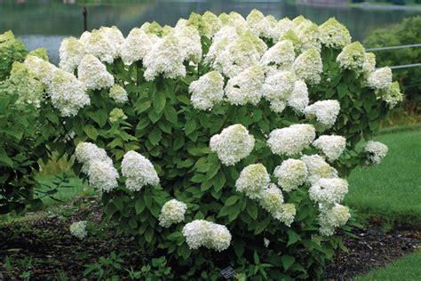 How to Prune Panicle Hydrangeas - Fine Gardening