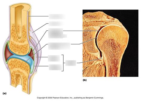 Synovial Joint Diagram Quizlet