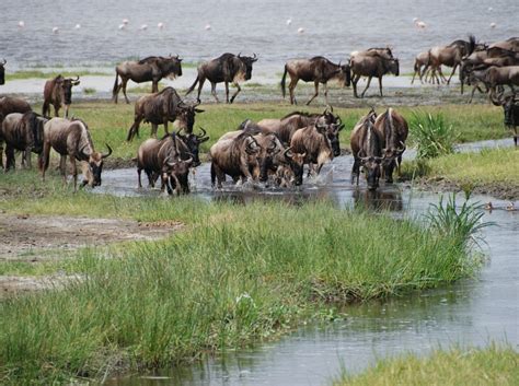 5 Days Serengeti Wildebeest Migration Safari Tour By BEST BUY SAFARIS