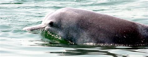 Indo Pacific Humpback Dolphin Ocean Treasures Memorial Library