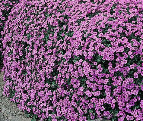 Aubrieta Rock Cress Cascade Blue Aubrieta Hybrida Superbissima Seeds