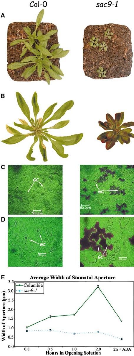 Phenotypes Of Sac Mutants A Four Week Old Wild Type Col And