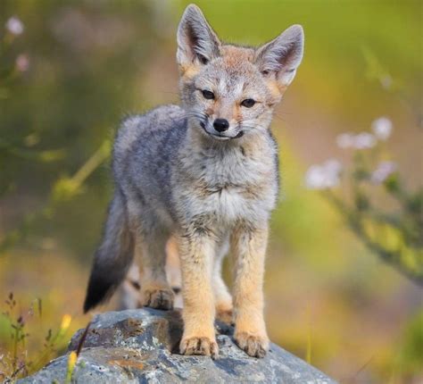 🔥 andean fox pup ©️ ladzinski 🔥 : NatureIsFuckingLit | Fox pups, Animal ...