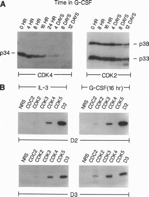 Complex Formation Between D Type Cyclins And Cdks A Lysates From Download Scientific Diagram