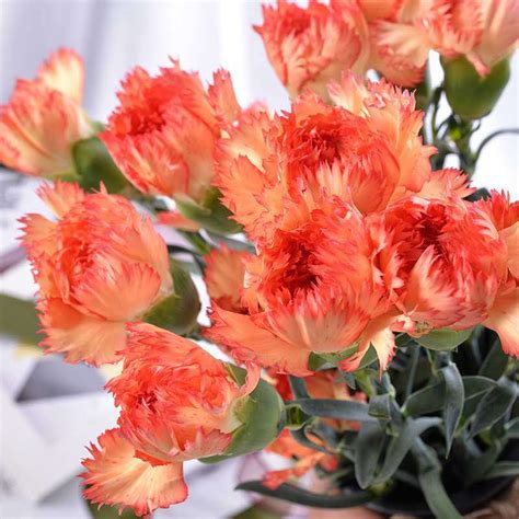 Premium Quality Fresh Cut Flower Spray Carnation Orange For Decoration