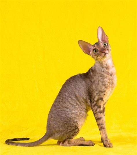 Out Of Time Cornish Rex Cattery