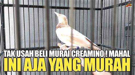 Ngapain Beli Murai Creamino Mata Merah Mahal Mendingan Ini Aja Yang